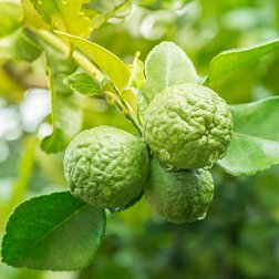 EO_bergamot_obr.jpg