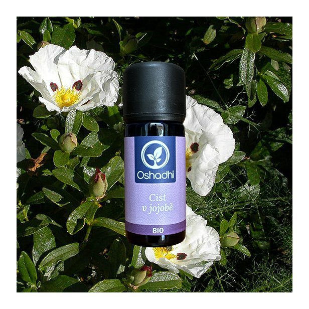 EO_cist_jojoba2.jpg