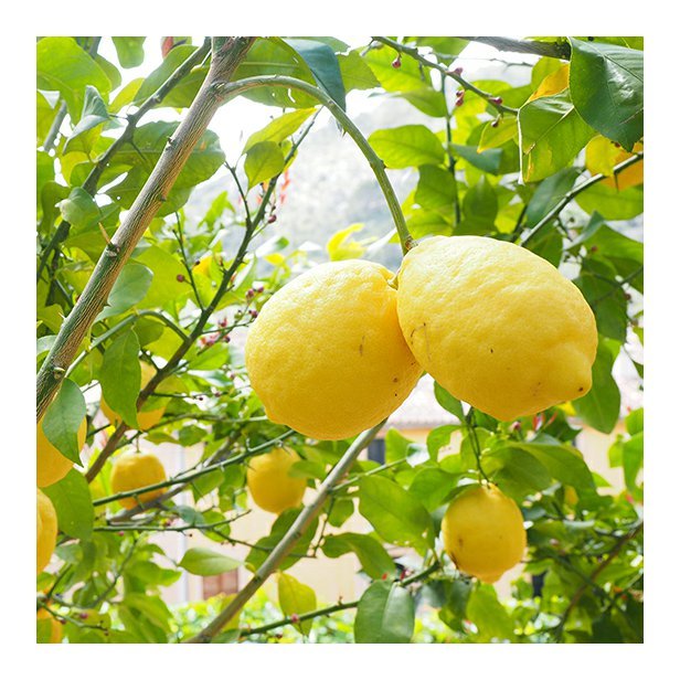 EO_citron_zluty.jpg