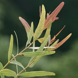 EO_eucalyptus-staigeriana_obr.jpg
