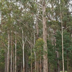 EO_eucalyptus_smithii.jpg