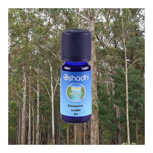 EO_eucalyptus_smithii_obr.jpg