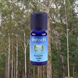 EO_eucalyptus_smithii_obr.jpg