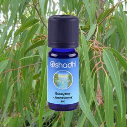 EO_eukalyptus_citriodora.jpg
