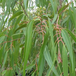 EO_eukalyptus_citriodora_obr.jpg