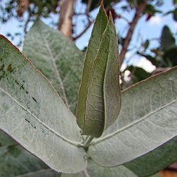 EO_eukalyptus_globulus.jpg