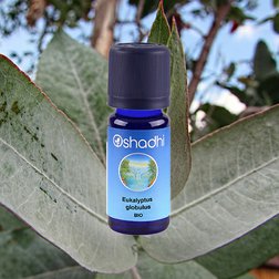 EO_eukalyptus_globulus_obr.jpg
