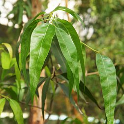 EO_eukalyptus_radiata.jpg