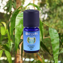 EO_eukalyptus_radiata5.jpg