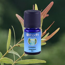 EO_eukalyptus_staigeriana.jpg