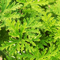 EO_geranium_obr.jpg