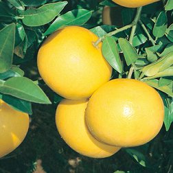 EO_grapefruit_obr.jpg