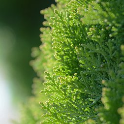 EO_hinoki_jehlici_obr