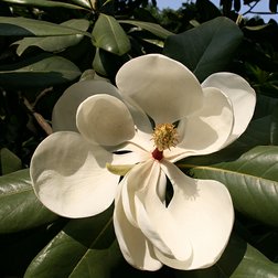 EO_magnolie_kvety.jpg
