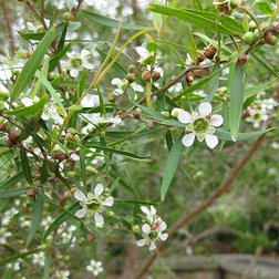 EO_manuka_citron_obr.jpg