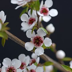 EO_manuka_obr.jpg