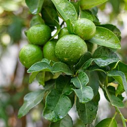 EO_petitgrain_bergamot_obr.jpg