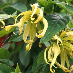 EO_ylang_obr.jpg