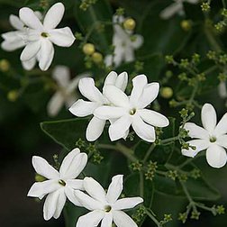 Jasmin_auriculatum_extrakt.jpg