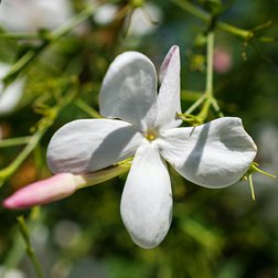 Jasmin_grandiflorum_extrakt.jpg