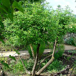 Vitex-tree.jpg