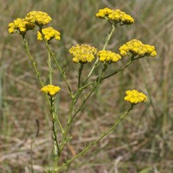 blue_tansy.jpg
