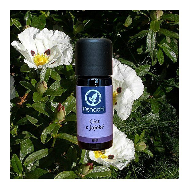 cist_jojoba_obr
