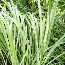 citronela_obr.jpg