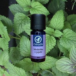 medunka_jojoba_obr