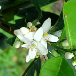 neroli_obr.jpg