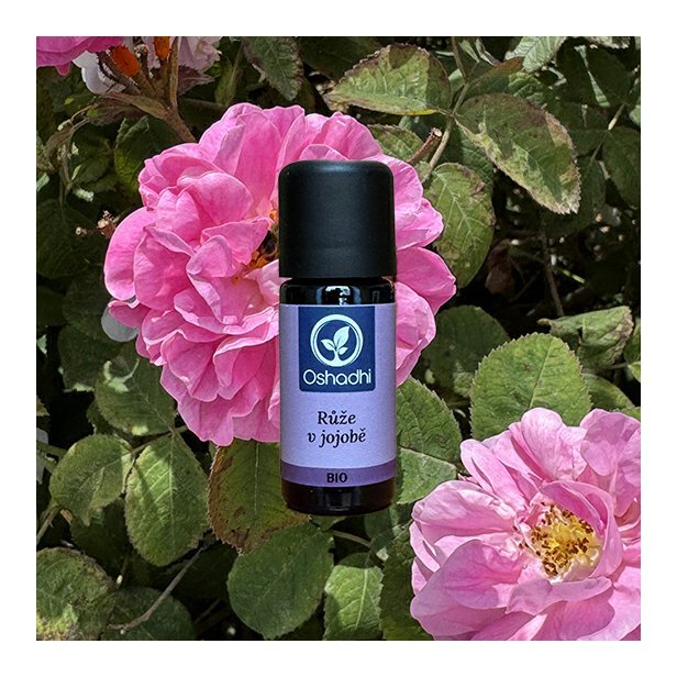 ruze_damasska_jojoba_obr