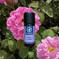 ruze_damasska_jojoba_obr