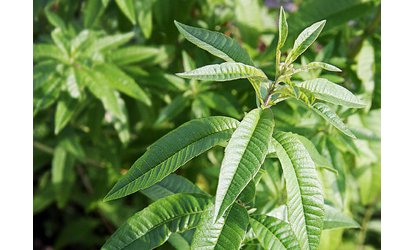 Existuje éterický olej verbena?