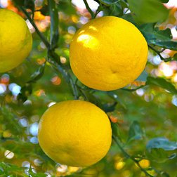 yuzu-blog